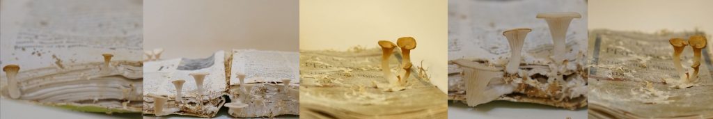 Cesar & Lois: Cultivating Mushrooms on Books